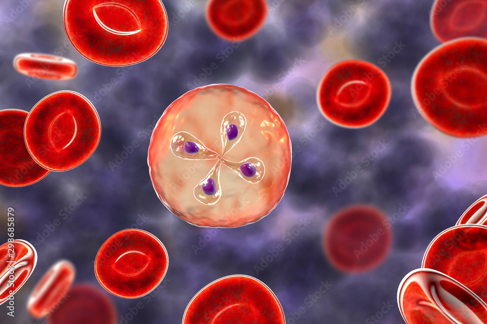 Babesia parasites inside red blood cell, the causative agent of babesiosis. 3D illustration showing classic tetrad-forms of Babesia merozoites so-called Maltese cross formation - obrazy, fototapety, plakaty 