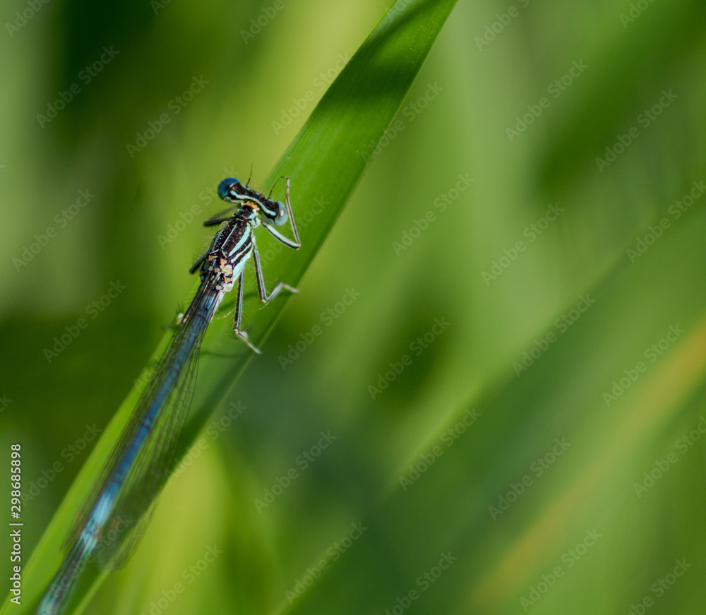 dragonfly on leaf dragonfly on leaf