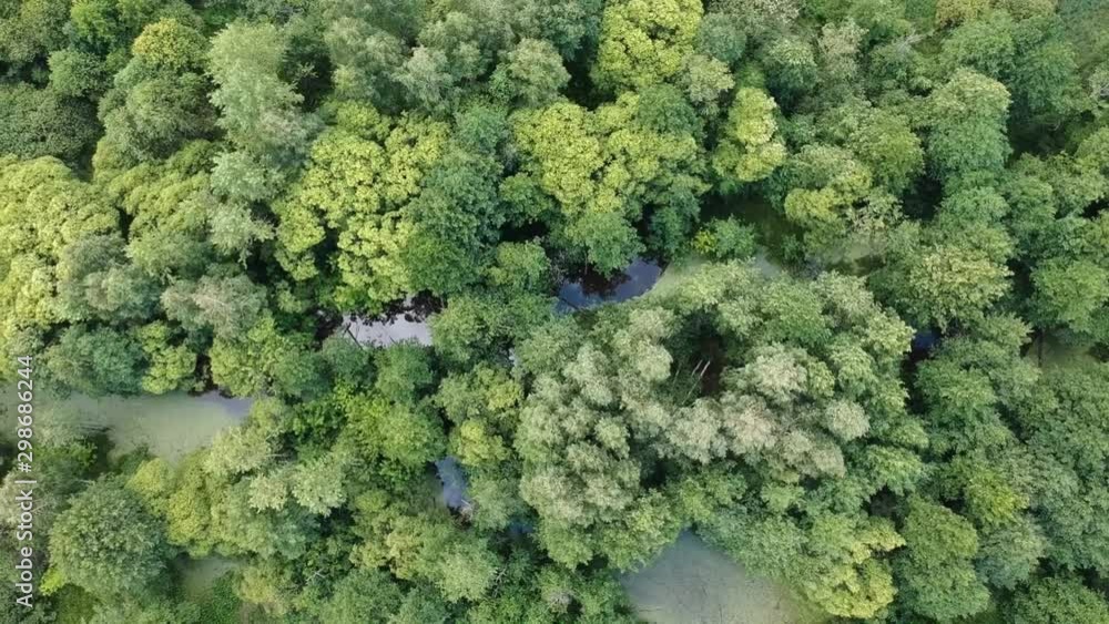 Aerial view: Overgrown river among green trees Aerial view: Overgrown river among green trees