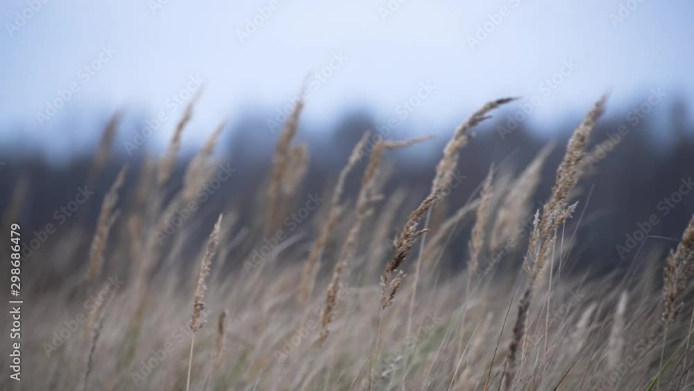 Dry grass ripples in the wind on a cloudy autumn day Dry grass ripples in the wind on a cloudy autumn day