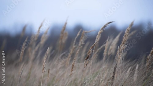 Dry grass ripples in the wind on a cloudy autumn day