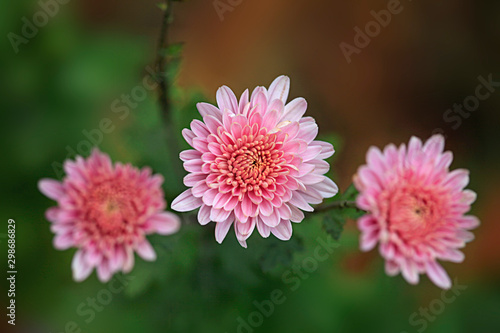 colorful autumn flowers in the garden