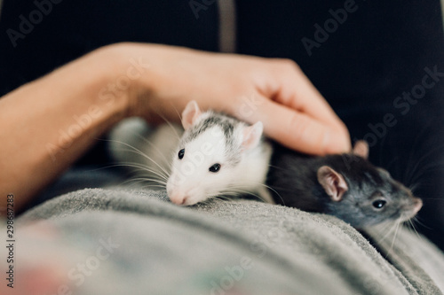 Two decorative rats on the person's hand.