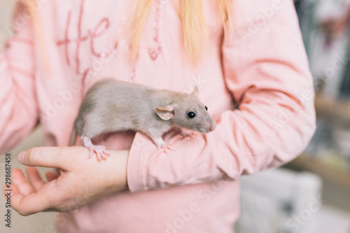 A friendship of little girl and domestic dumbo rat. A rat on the hand of children