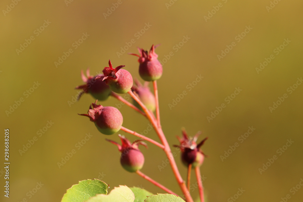 Group of Amelanchier berries, ripening in the sunlight Group of Amelanchier berries, ripening in the sunlight