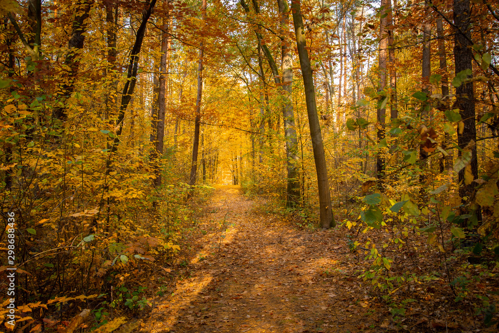 Obraz premium Autumn forest road landscape. Forest road in autumn season. Golden autumn view