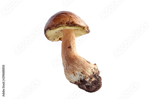 Photo of a fungus porcini ( Boletus edulis mushroom. ) on a white background. Studio isolation.