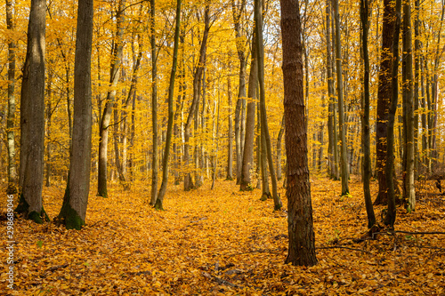 Autumn forest road landscape. Forest road in autumn season. Golden autumn view © szczepank