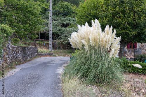 Pampasgras (Cortaderia selloana) photo