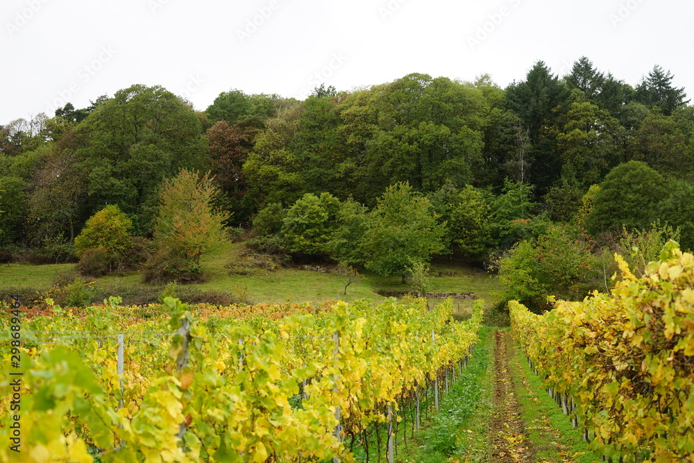Blick von einem Weingarten auf historische Weinbergterrassen