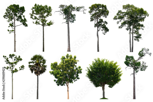 The collection ten trees isolated on white background.