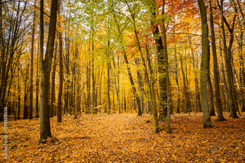 Autumn forest road landscape. Forest road in autumn season. Golden autumn view