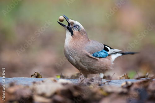 The Jay and Acorn