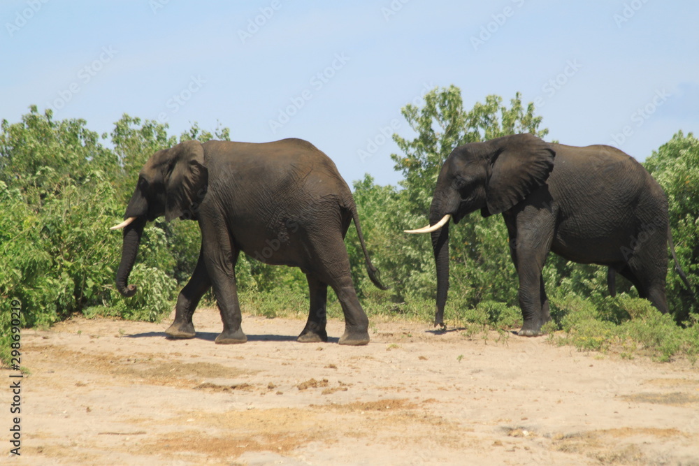 Elephant mouillé Elephant mouillé