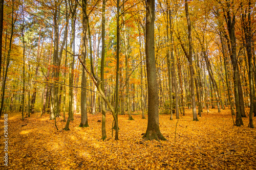 Autumn forest road landscape. Forest road in autumn season. Golden autumn view