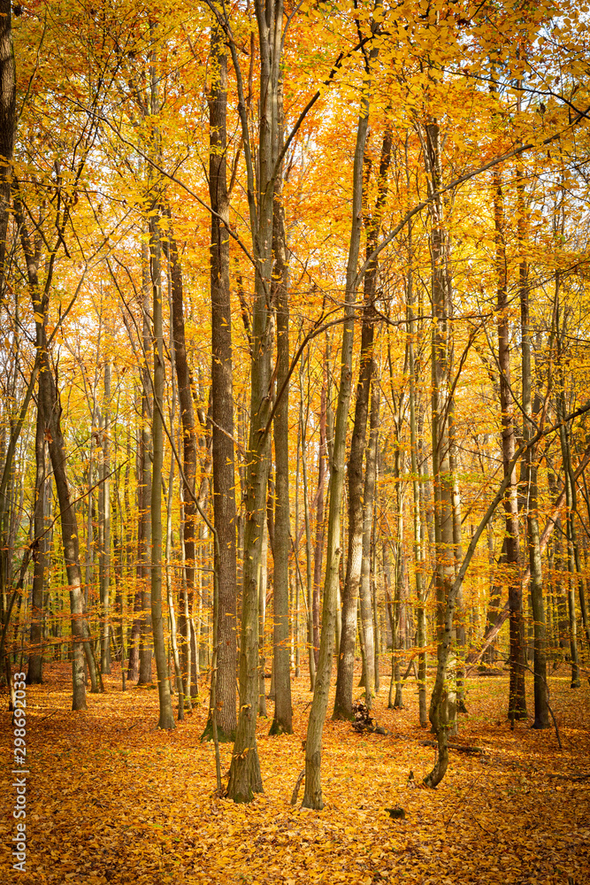 Autumn forest road landscape. Forest road in autumn season. Golden autumn view Autumn forest road landscape. Forest road in autumn season. Golden autumn view