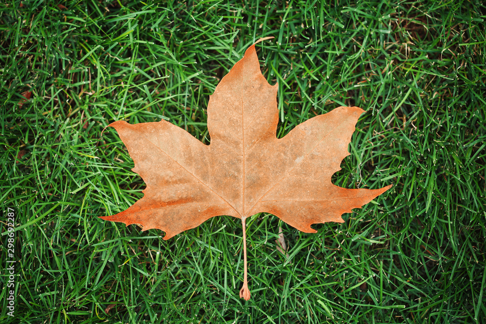 Fototapeta premium Canadian Maple Red Leaf on Green Grass