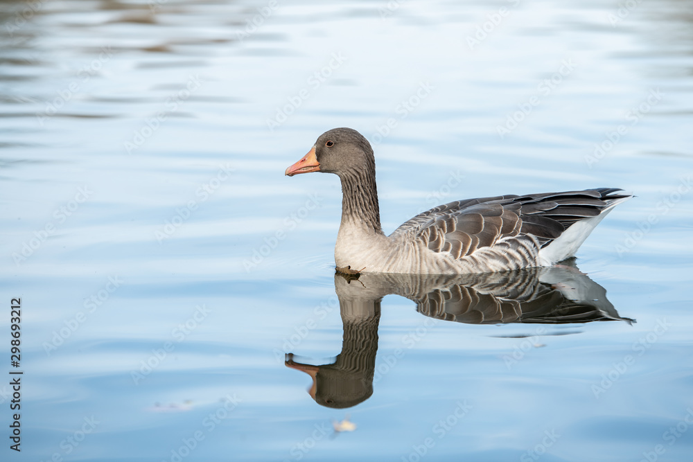 Affenberg: Gans (20191027)