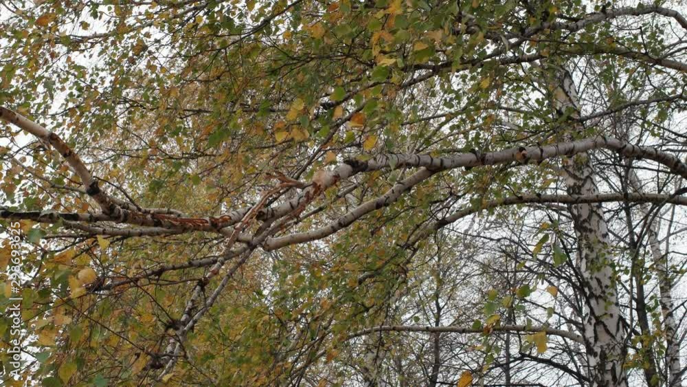 sun shining through autumn foliage birch at sunset sun shining through autumn foliage birch at sunset