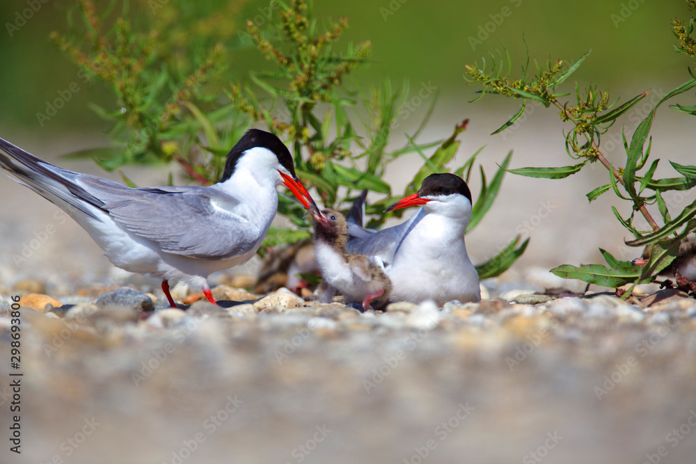 The common tern nest on the Drava River The common tern nest on the Drava River