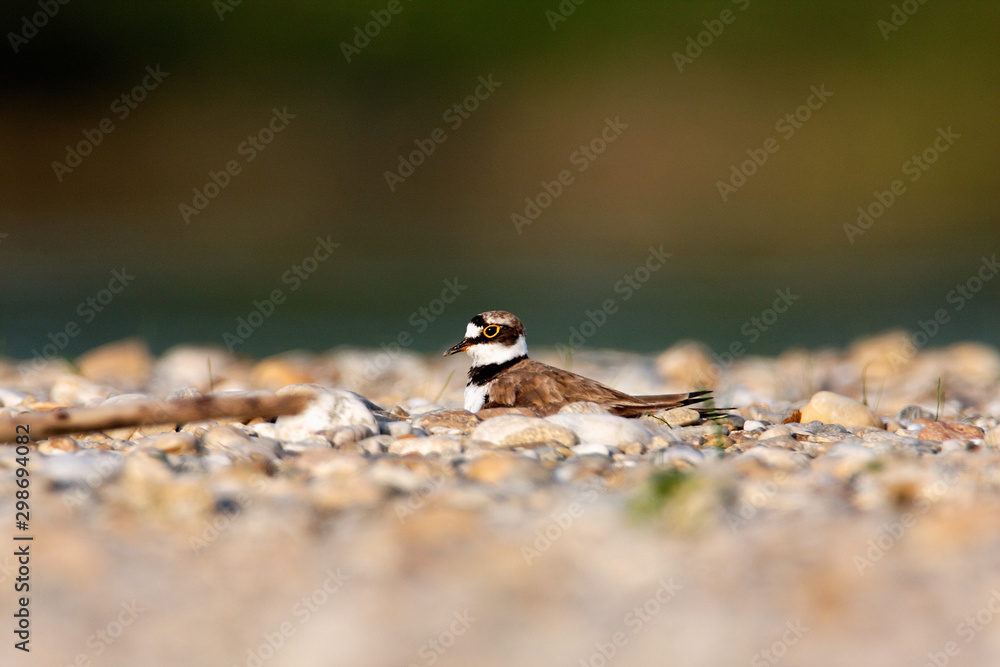 The female of the little ringed plover nesting on gravel bar, the Drava River The female of the little ringed plover nesting on gravel bar, the Drava River