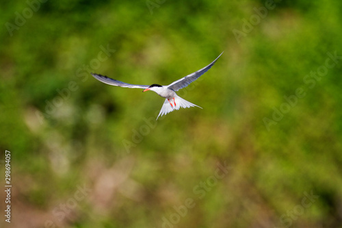 The common tern on a hunt from the Drava River