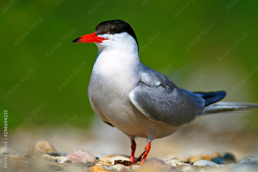 The common tern nest on the Drava River The common tern nest on the Drava River