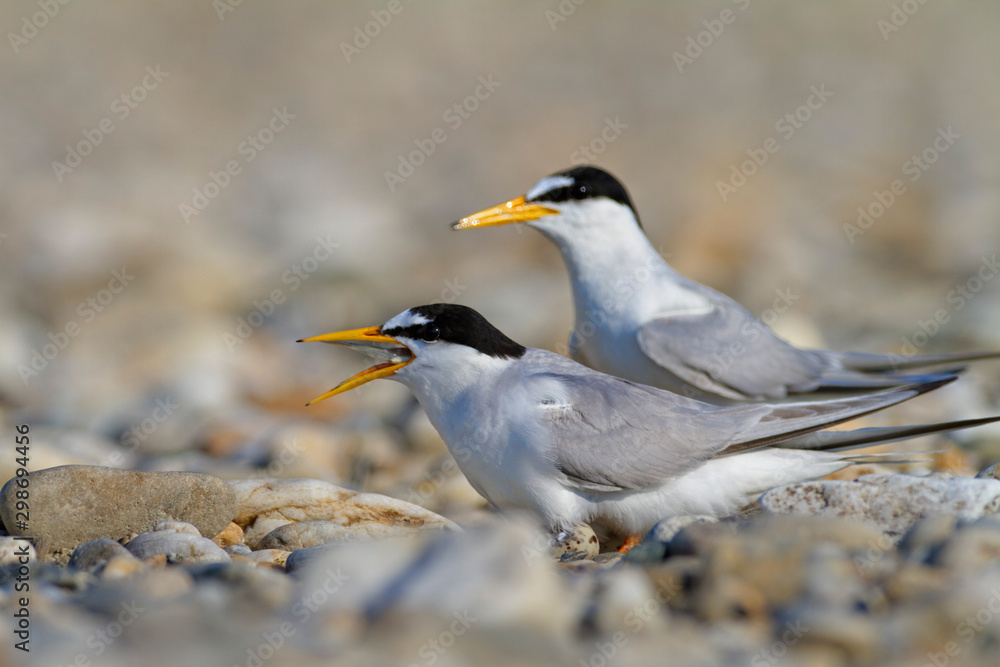 The little tern nesting on the Drava River The little tern nesting on the Drava River