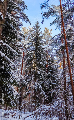 Snowy winter forest in a sunny day. Snow-covered spruces and pines on a background of blue sky © OLAYOLA
