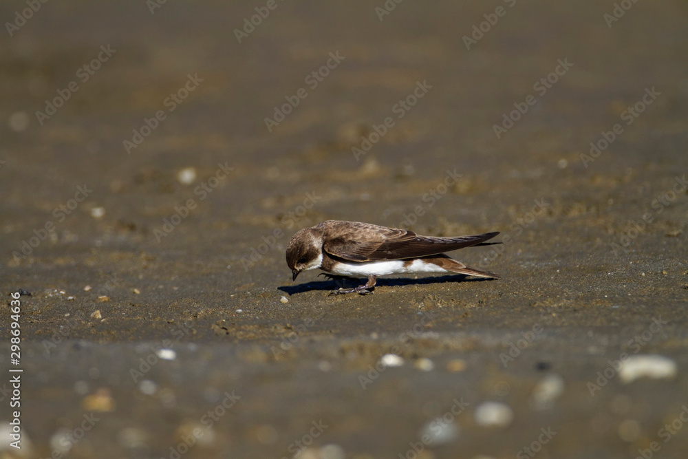 Sand martin from the Drava River