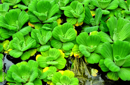 Green plants in water © nekrasov50