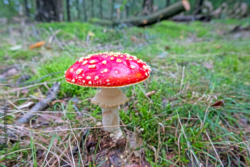 Red mushroom growing in the forest in fall Red mushroom growing in the forest in fall