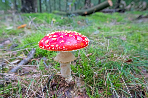 Red mushroom growing in the forest in fall