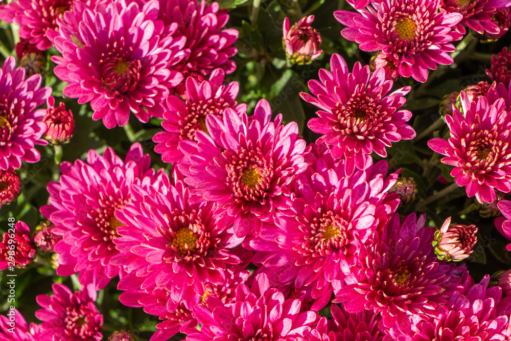Pink chrysanthemum plant for tombstones for All Saints Day Pink chrysanthemum plant for tombstones for All Saints Day