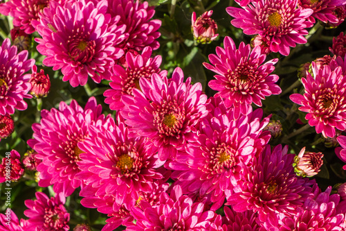 Pink chrysanthemum plant for tombstones for All Saints Day