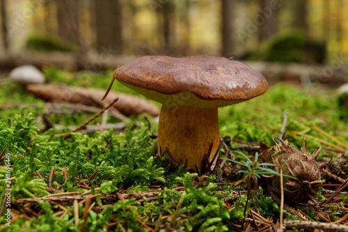 Boletus badius, Imleria badia or bay bolete mushroom closeup. Edible and pored fungus has velvety dark brown cap. Mushrooming season, growing in woods, forests. Autumn harvest fungi, Mushroom picking 