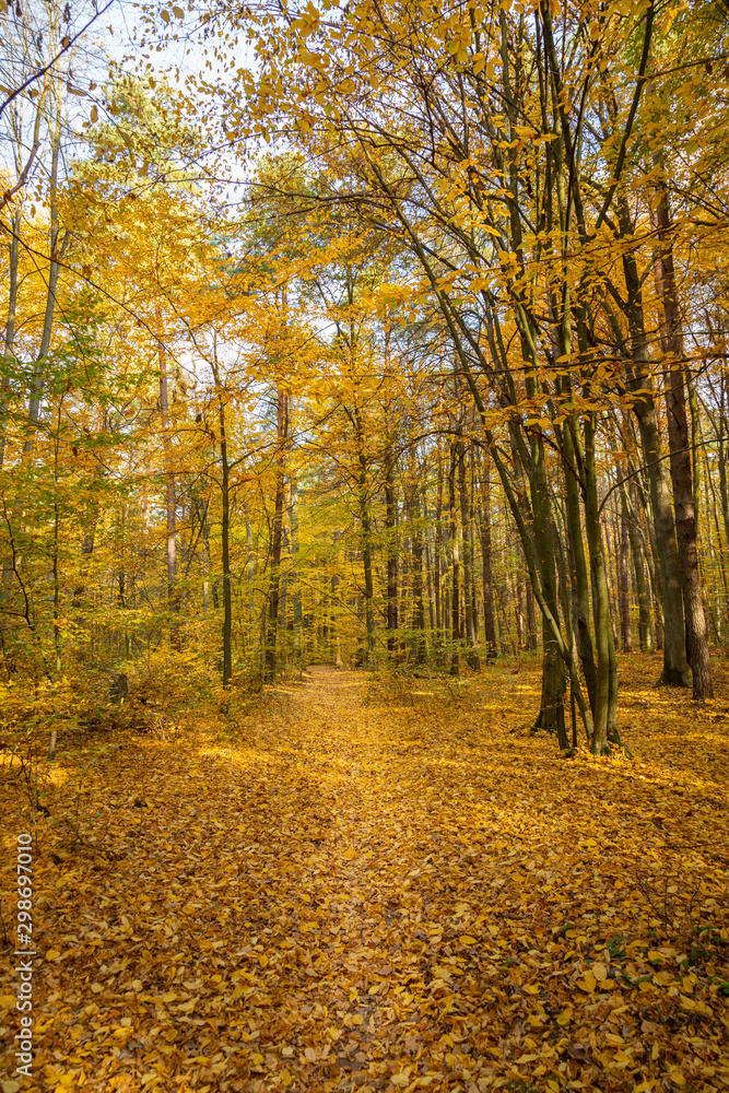 Autumn forest road landscape. Forest road in autumn season. Golden autumn view Autumn forest road landscape. Forest road in autumn season. Golden autumn view