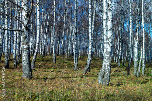 Natural background with birch by grove by autumn