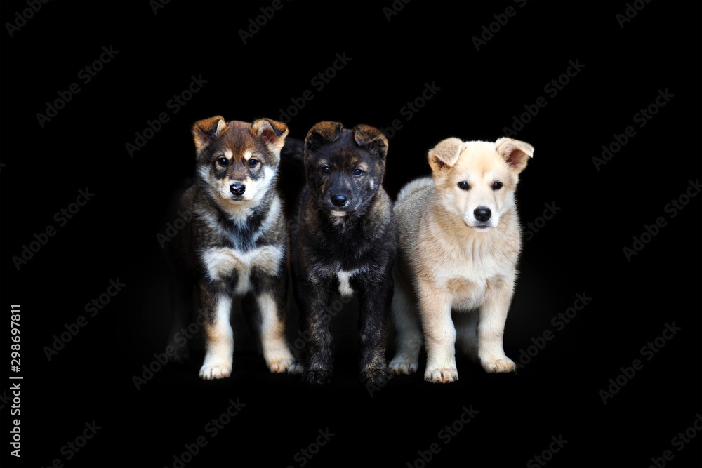 Three puppies on a dark background are looking at the camera. Cute dogs