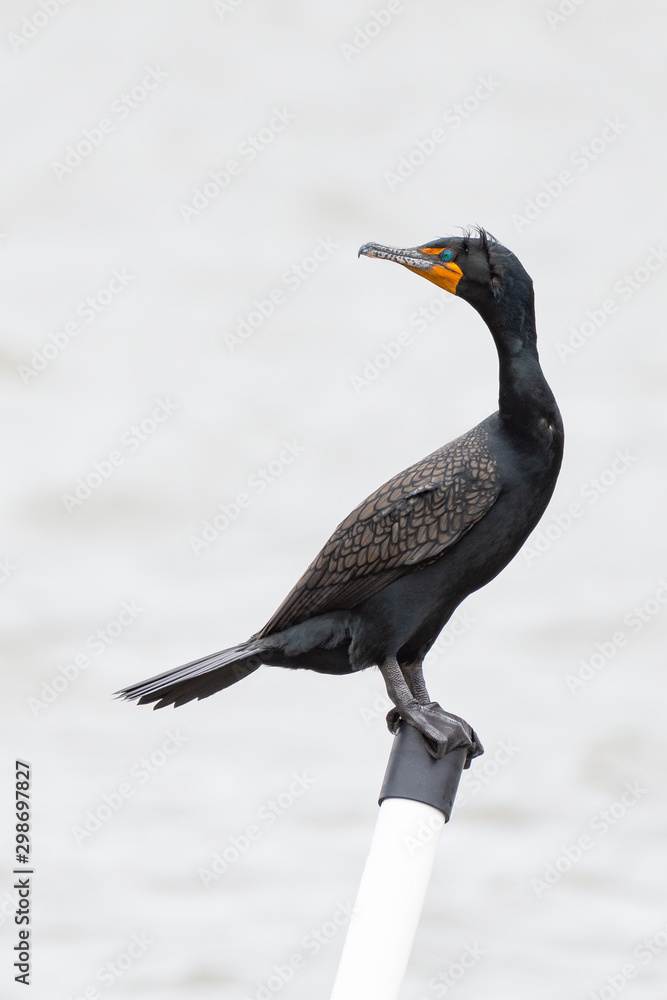 Fototapeta premium A perched Double-crested Cormorant in breeding plumage.