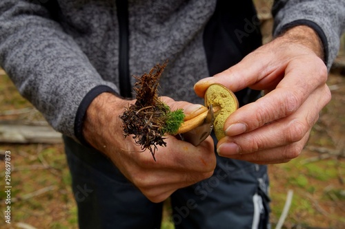 hands of a man cutting a Boletus badius, Imleria badia or bay bolete mushroom closeup. Edible fungus has velvety dark brown cap. Mushrooming season, growing in woods, forests. Autumn harvest fungi