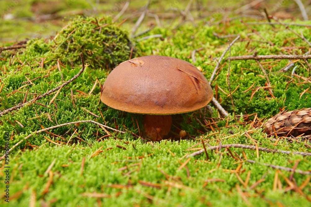 Boletus badius, Imleria badia or bay bolete mushroom closeup. Edible and pored fungus has velvety dark brown cap. Mushrooming season, growing in woods, forests. Autumn harvest fungi, Mushroom picking Boletus badius, Imleria badia or bay bolete mushroom closeup. Edible and pored fungus has velvety dark brown cap. Mushrooming season, growing in woods, forests. Autumn harvest fungi, Mushroom picking