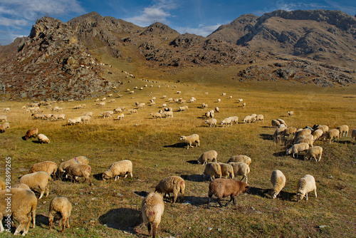 Russia. mountain Altai. A flock of sheep graze between the mountains located along the Chui tract.