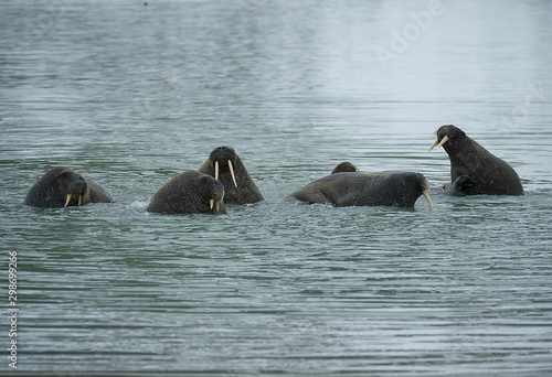 Walrus - Svalbard