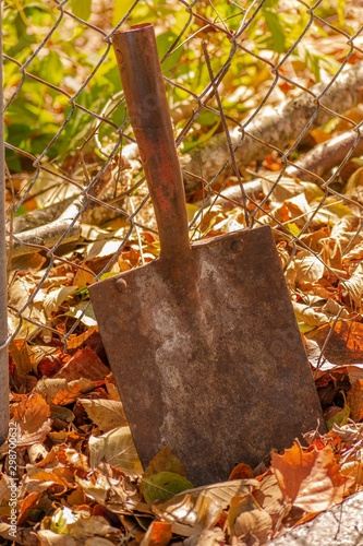 autumn leaves on wooden background