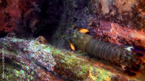 Peacock Mantis Shrimp, Odontodactylus Scyllarus, Philippines