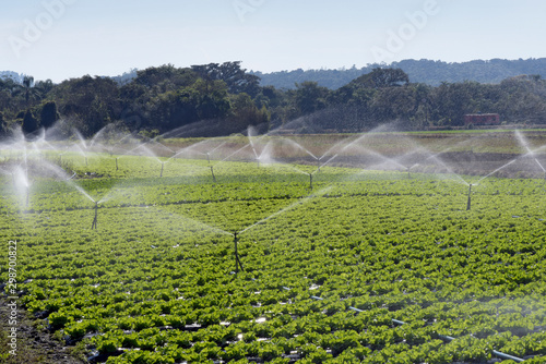 Irrigation system in action in vegetable planting