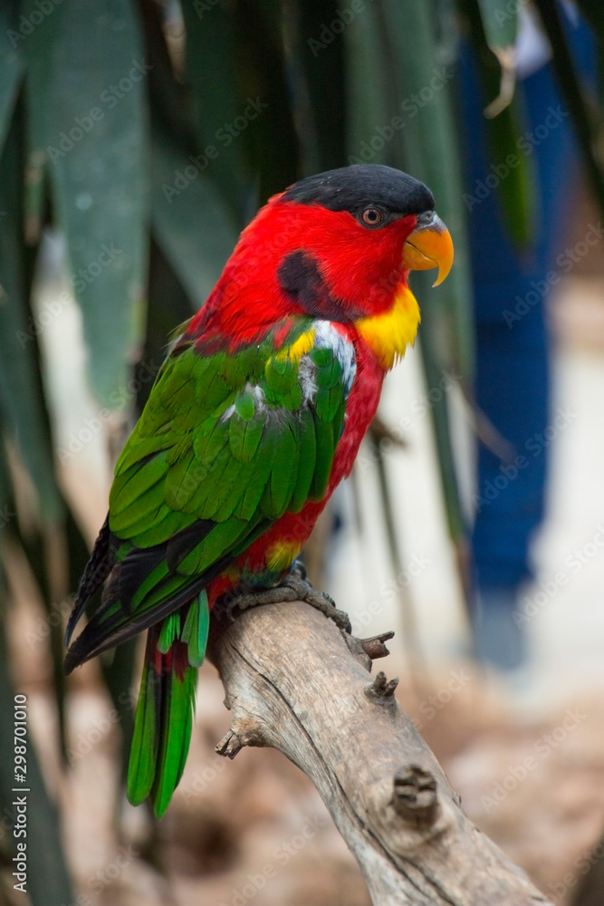 beautiful Black-capped lory parrot on tree branch, close view beautiful Black-capped lory parrot on tree branch, close view