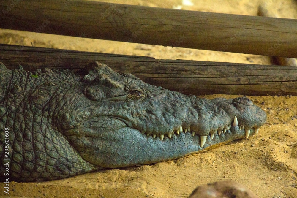 Fototapeta premium alive, alligator, animal, area, background, carnivore, crawler, crawling, croc, crocodile, crocodile teeth, danger, dangerous, environment, exotic, giant, head, hunter, jaws, lizard, lying, natural, n