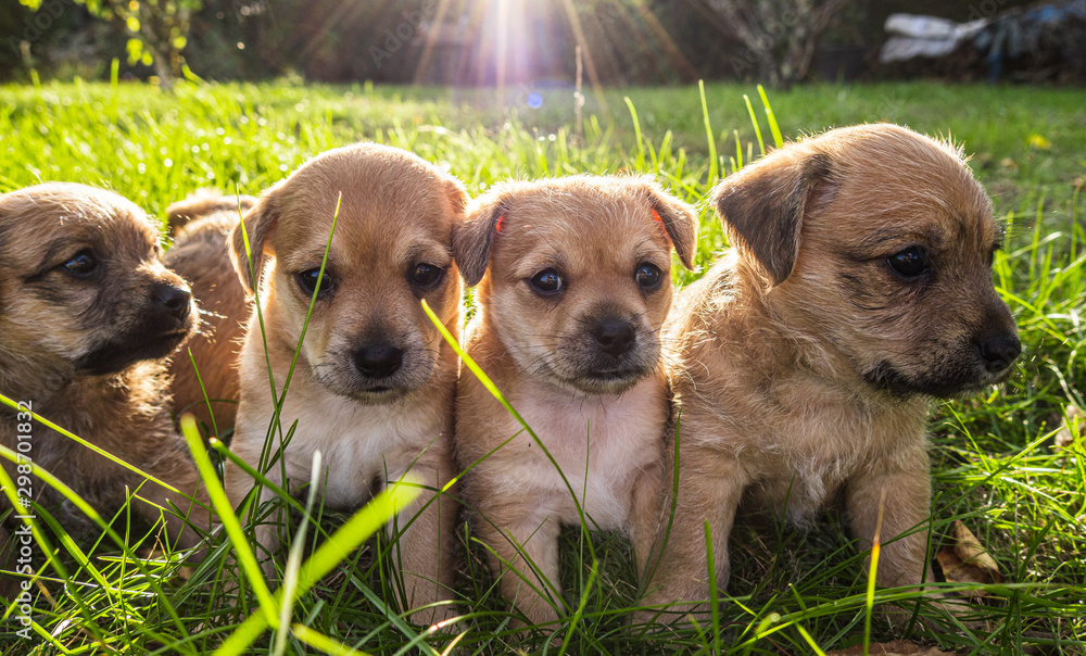 Four brown puppies in the grass - obrazy, fototapety, plakaty 